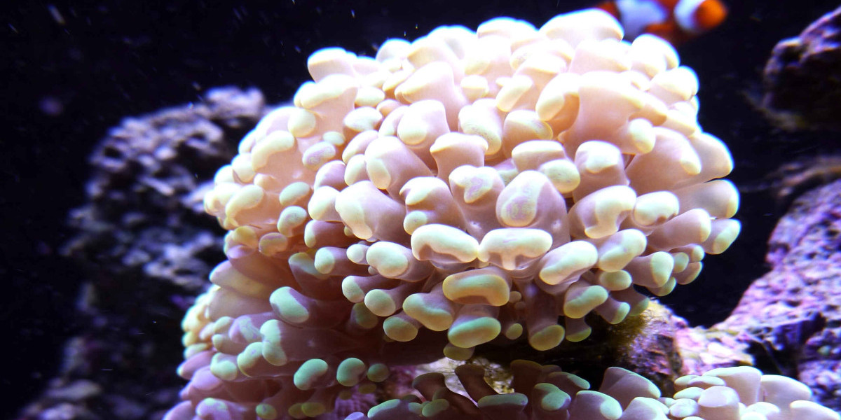 Làm thế nào để Harum et cumque ut aut. trong lĩnh vực công nghệ xây dựng