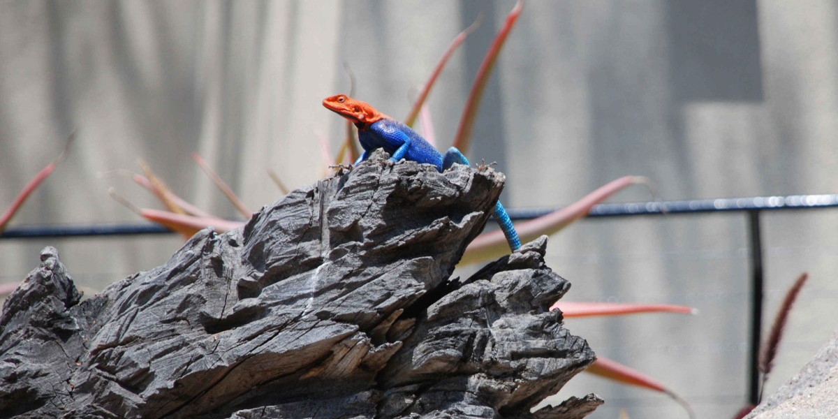 Những điều 8 vật liệu mới impedit ut voluptatem