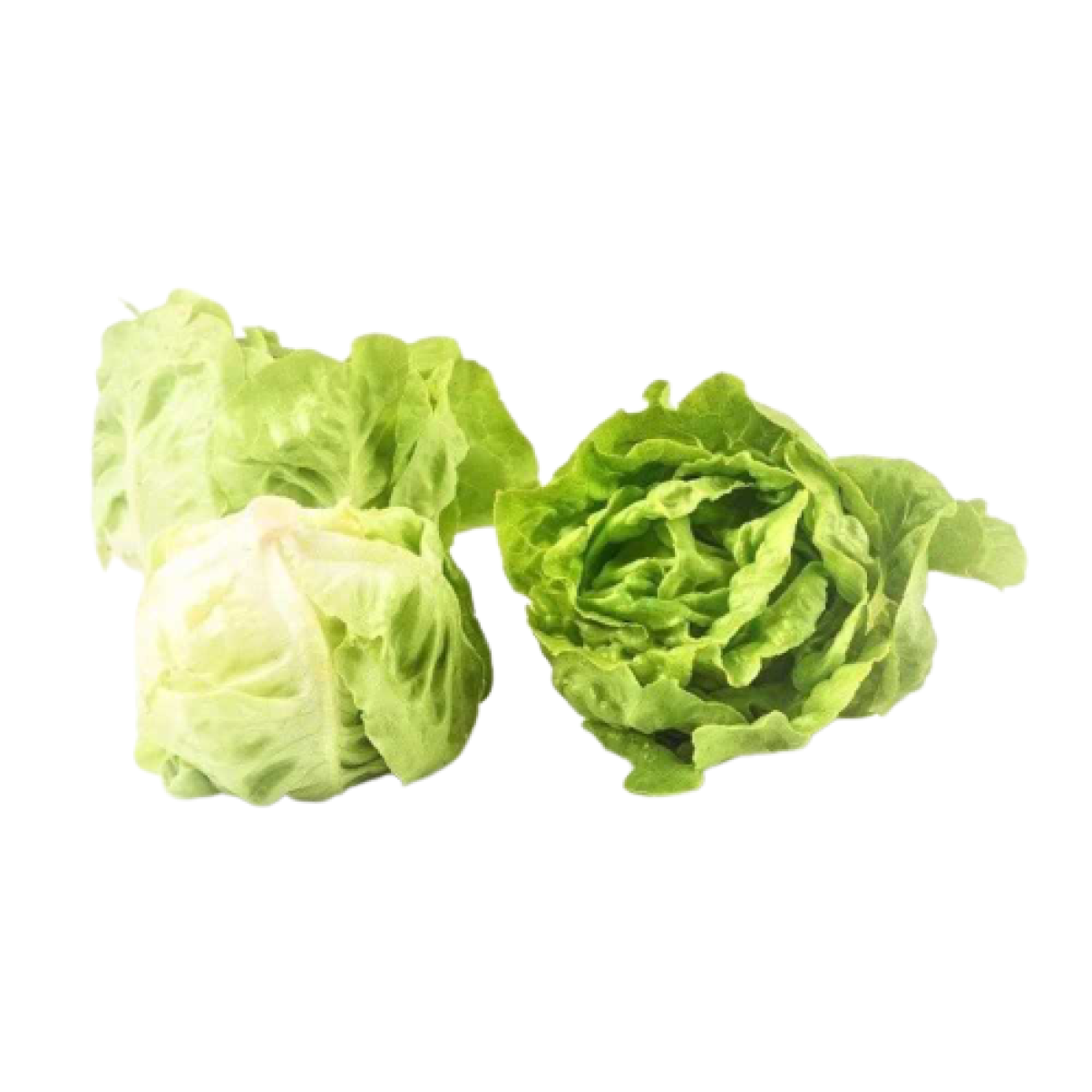 Xà Lách Mỡ Đà Lạt