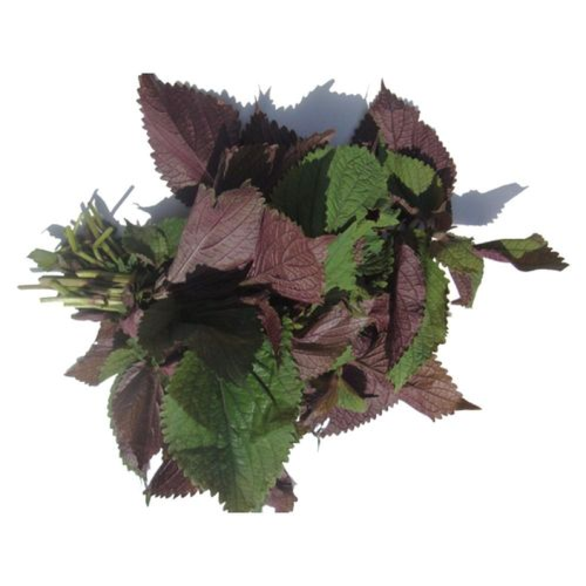 Tía Tô Đà Lạt 100g