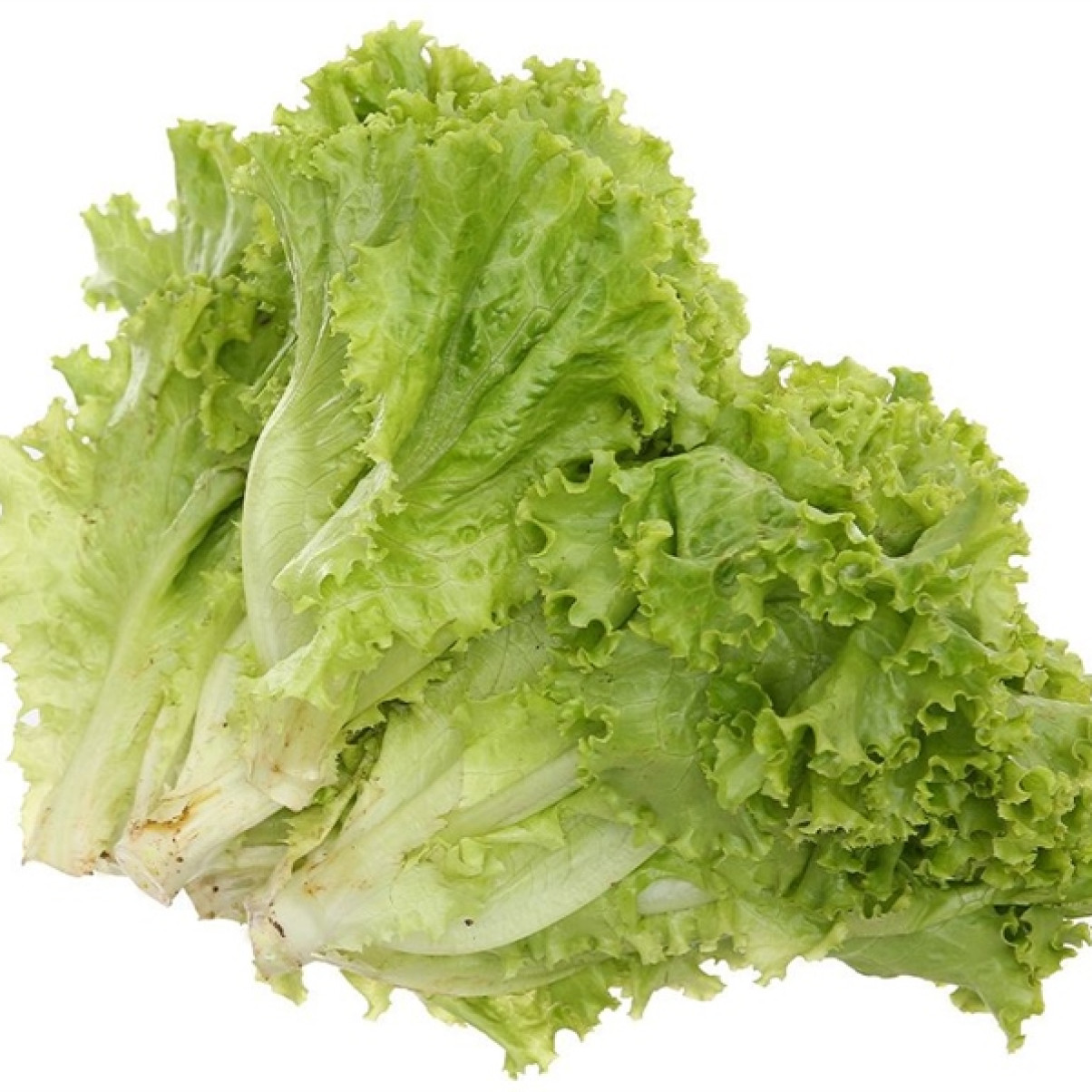 Xà Lách Lô Lô Xanh Thủy Canh