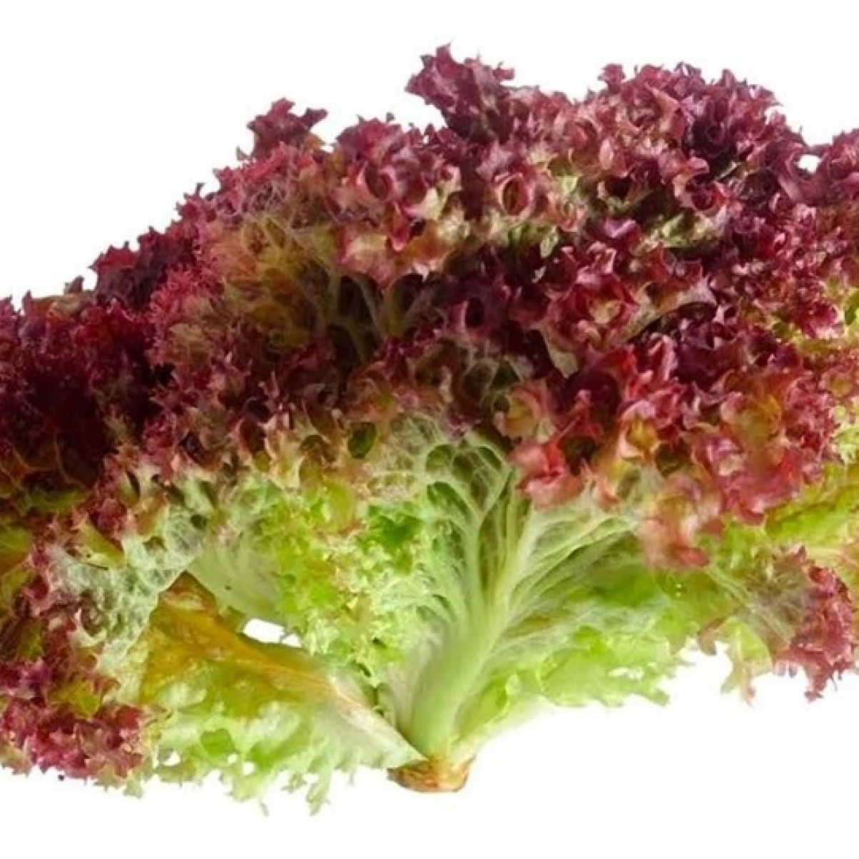 Xà Lách Romain Tím