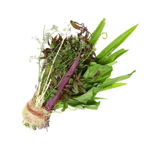 Bó nước mát miền Tây 500g