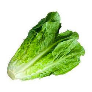 Xà lách Romaine
