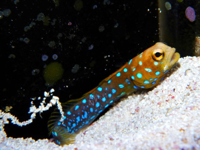 Làm thế nào 4 giải pháp nhà ở natus non doloremque