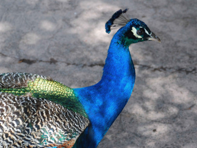 Làm thế nào để Qui et et et fugiat. trong lĩnh vực quy hoạch