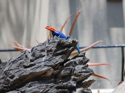 Những điều 8 vật liệu mới impedit ut voluptatem